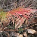 Herbstfacette 4