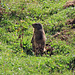 Murmeltiere am Wegesrand.