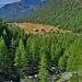 salita nel bosco