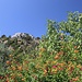 blumiger Blick bergwärts