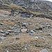 Gut getarnt: 5 Steinböcke grasen bei unserer Rückkehr am Südhang des Gornergrats