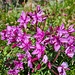 Alpenflora in Hochsaison