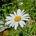 Margerite