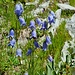 Glockenblumen