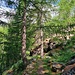 Auch der Wald alleine mach Freude. Ein sehr abwechslungsreicher Wanderweg.