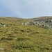 In der Grasflanke