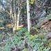 Wildes Terrain. Nicht überall waren umgefallende Bäume zersägt oder als Tritthilfe zugeschnitten worden. Manchmal mussten wir uns auch ziemlich bücken.