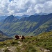 Auch die Kühe genießen die Aussicht ins Dorfertal