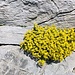 toll, wie die die Blümchen aus den Felsritzen wachsen