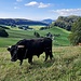 Ein lieber Stier.