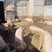weniger gefreut, der Auslauf dieser Schweine auf der Alp bei P. 1363