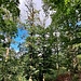 Vom Schanzenköpfle führt ein herrlicher Hohlweg zur 500 Meter nordwestlich gelegenen Ruine Hirschburg.