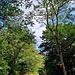 Herrlicher Wald hier. 