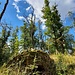 Die Hirschburg (auch Burg Hirschberg), ist ähnlich der Ruine auf dem Schanzenköpfle eine hochmittelalterliche Höhenburg. Sie liegt etwa 100 Meter tiefer als jene ältere Anlage. Sie wurde vermutlich Ende des 12. Jahrhunderts als Ersatz für die um 1200 aufgegebene Burg auf dem Schanzenköpfle erbaut, wahrscheinlich ebenfalls von den Hirschbergern. 