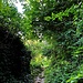 Ein Tunnel aus Bäumen und Büschen.