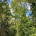 ...auf einem schmalen Pfad hinunter ins Tal des Staudenbächles. 