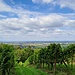 Der hier wieder breitere Weg dreht bald nach links um einen Weinberg herum.