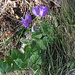 Campanula trachelium L.<br />Campanulaceae<br /><br />Campanula selvatica <br /> Campanule gantelée <br /> Nesselblättrige Glockenblume