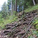 beim Waldausgang gehts dem Wegweiser nach, nach links, den Westgrat hinauf zur Staufenspitz, am Anfang sehr "wurzlig"