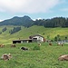 Schuttannen, im Hintergrund die Staufenspitzen