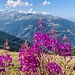 blumige Aussichten ...