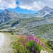 ... beim Gang zum Illpass;
darüber unser Gipfelziel, rechts Rothorn