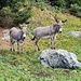 <b>La pedalata inizia a Santa Caterina Valfurva lungo la bella strada della Valle dei Forni. Me la prendo comoda e mi fermo spesso per scattare delle foto. È un piacere cominciare la giornata osservando gli asinelli dell’Agriturismo La Casetta della Zia Edda a Nassegno (Nasegn) o le oche e le galline libere che attraversano la strada. </b>
