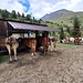 <b>Poco dopo svolto a destra, in discesa, e seguo il segnavia per il Sentiero Glaciologico Basso. Ad una postazione mobile osservo alcune fasi della mungitura meccanica delle mucche.</b>