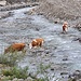 <b>Le Pezzate Rosse Italiane guadano il Torrente Frodolfo.</b>