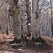 Scena scultorea ambientata nel bosco.