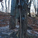 Che botta! Spiaccicato contro l'albero.