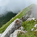 Kaiseregg - Blick über den etwa südwestwärts ziehenden Kamm.