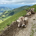 Im Abstieg vom Kaiseregg - Kühe belagern den Weg zwischen Kaisereggpass und Salzmatt.