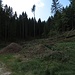 ..... einen abgeholzten Platz im dichten Wald.