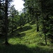 Typische Szenerie der heutigen Wanderung: dichter Bergwald mit gelegentlichen grünen kleinen Wiesen.