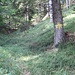 Etwaige Wiederholer unserer Wanderung aufgepaßt: an dieser Stelle, etwa 45 Minuten nach Abmarsch, kann man einen erheblichen Umweg der Forststraße abkürzen, indem man den Pfadspuren nach links in den Wald hinauf folgt. Das Steiglein ist in der Online-Version der Kompass-Karte vorhanden.