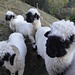 sehr freundlich und zutraulich, die Schwarznasen-Schafe
