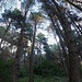 Pineta di Poira