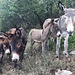 Beim Anstieg in Richtung Monte Cocco werden wir von Eseln begrüßt. Die wollen natürlich gekrault werden :)