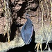Schlafende Fledermaus aus der Nähe betrachtet