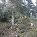 nel bosco salendo alla cima di Meri