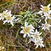 ... und überrascht uns mit einer schönen Gruppe dieser herrlichen Blumen