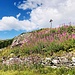 Trockensteinmauer und Alpkreuz bei Combavert