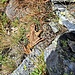 Ein Froschlurch. Erst wollte er weghüpfen, dann hat er sich tot gestellt.