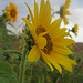 SonnenanbeterIn II