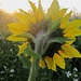 SonnenanbeterIn III