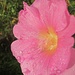 After the Rain