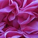Studie in pink