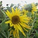 SonnenanbeterIn I