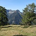 Zwei besonders schöne alte Lärchenexemplare auf der Alp Puscett - leider noch nicht goldig :(